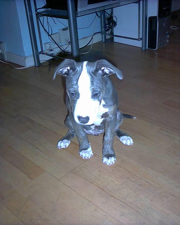 Amerikansk staffordshire terrier Misha billede 10