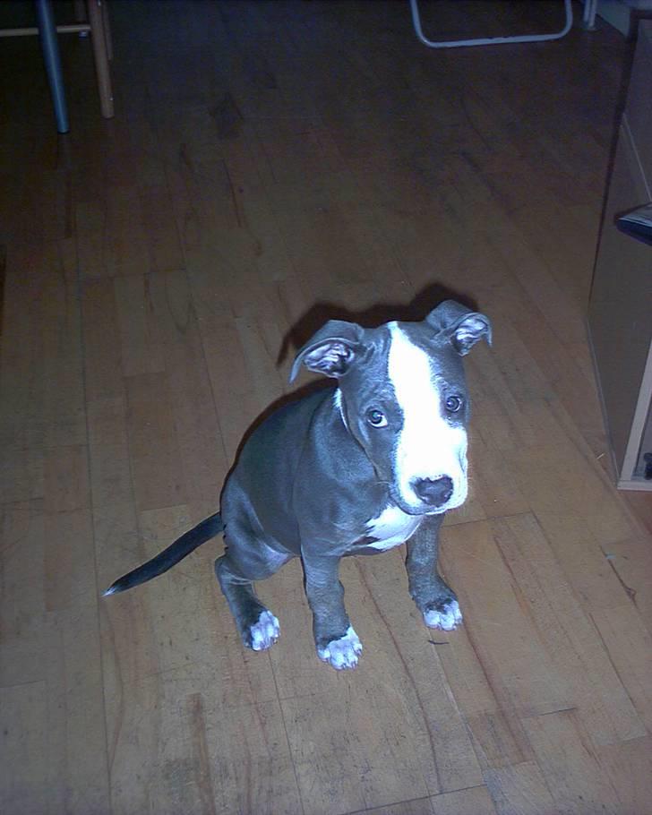 Amerikansk staffordshire terrier Misha billede 11