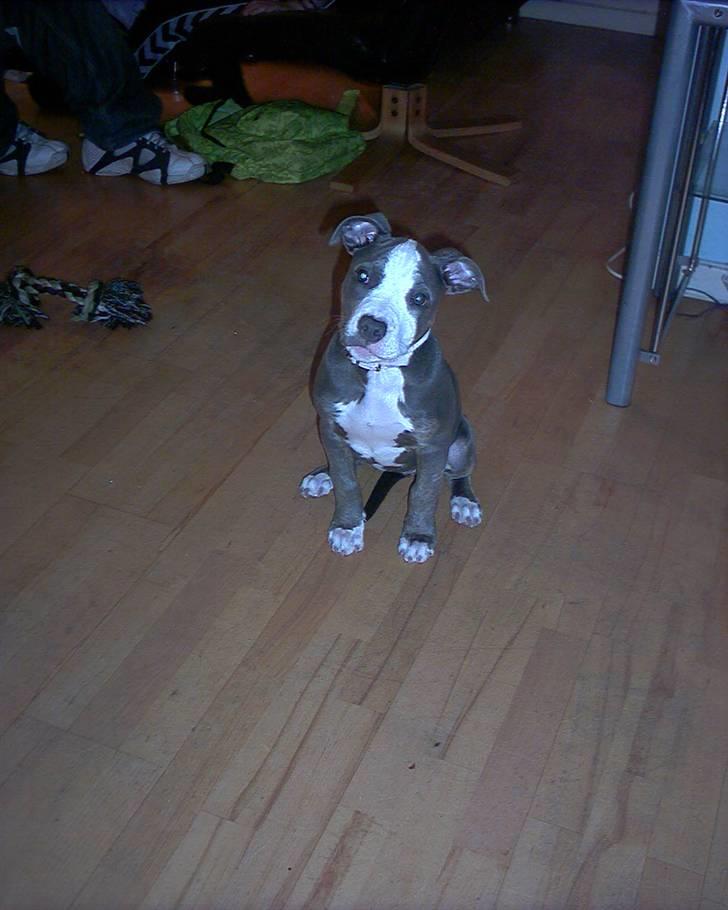 Amerikansk staffordshire terrier Misha billede 12