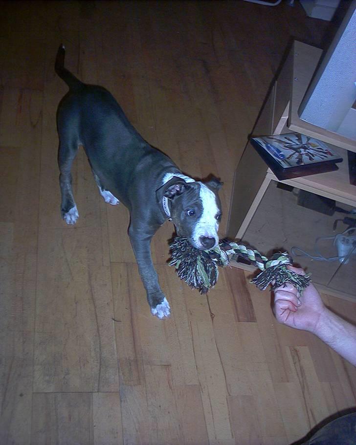 Amerikansk staffordshire terrier Misha billede 13