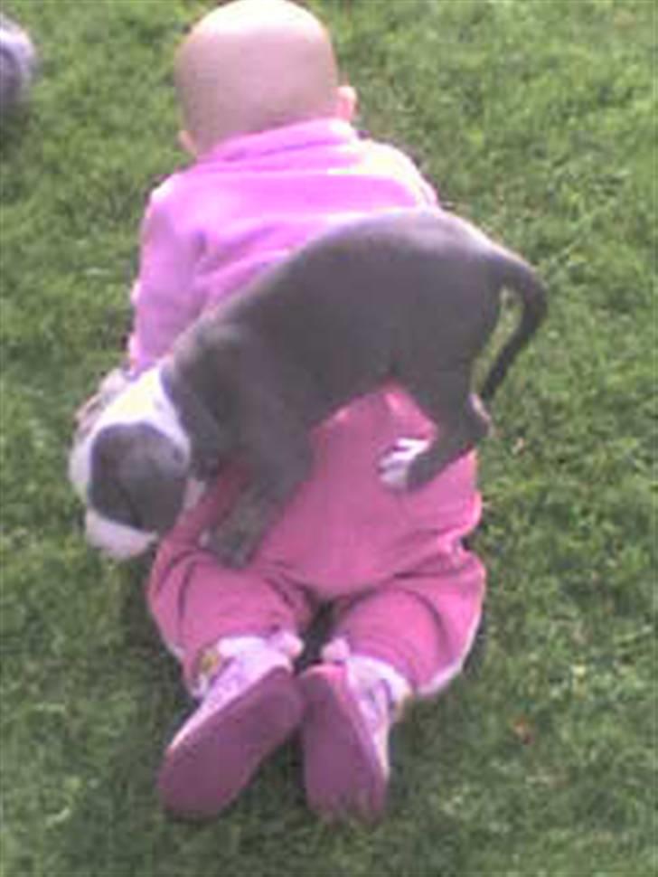 Amerikansk staffordshire terrier Misha - Misha kravler rundt på Julies ryg ude på græsset  billede 14