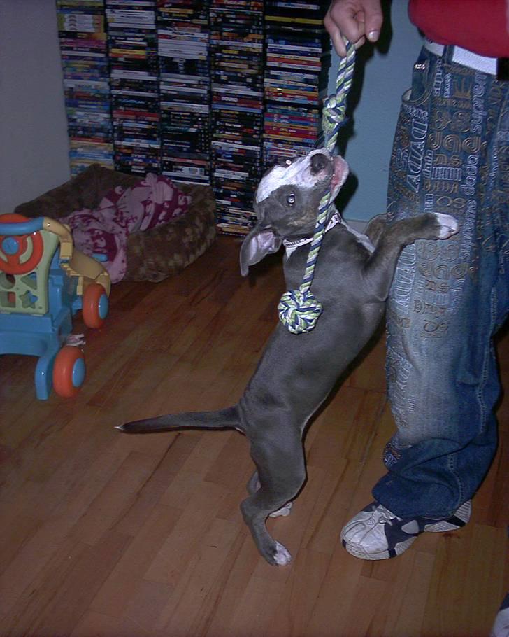 Amerikansk staffordshire terrier Misha - Troels leger med Misha  billede 15