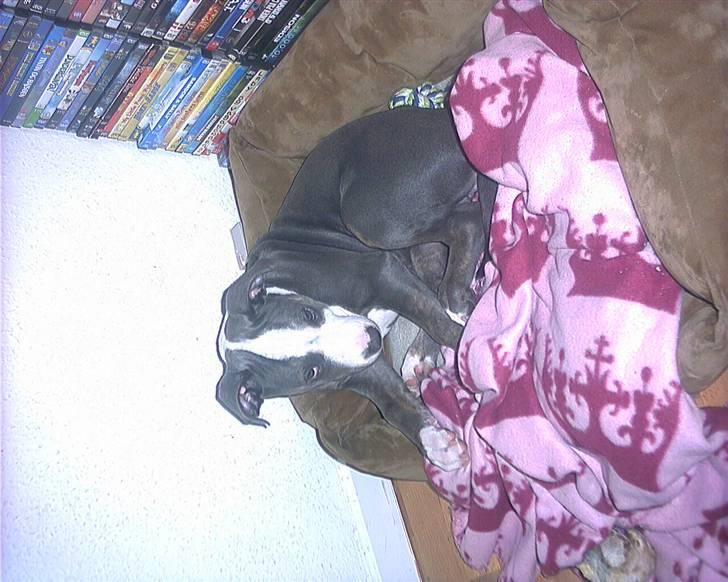 Amerikansk staffordshire terrier Misha billede 16