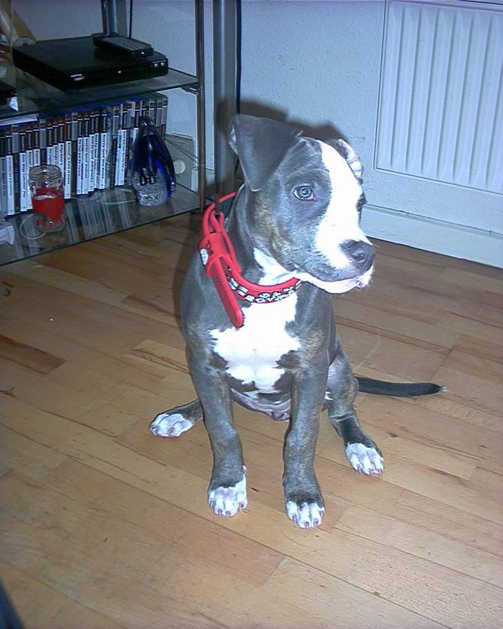 Amerikansk staffordshire terrier Misha billede 17