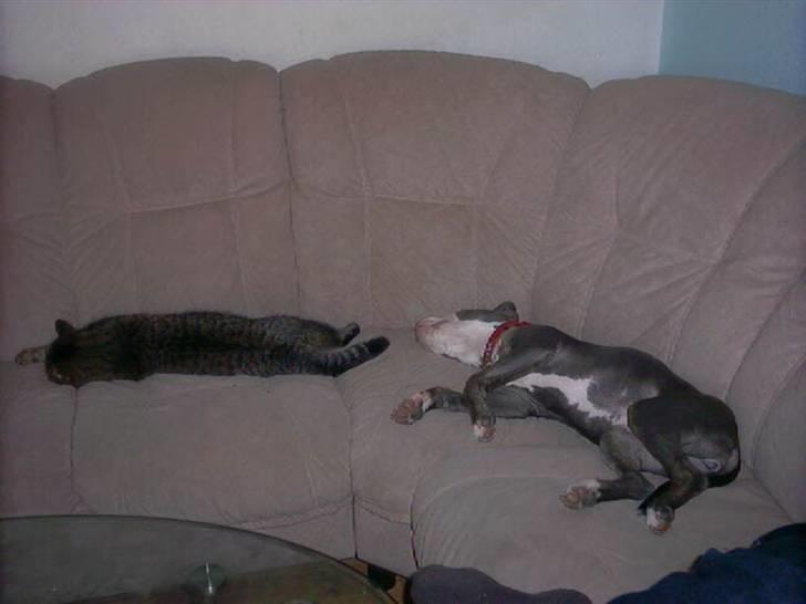 Amerikansk staffordshire terrier Misha - Misha og Kriss Kros Ligger og sover på sofaen  billede 18