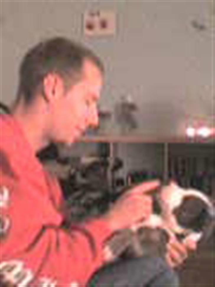 Amerikansk staffordshire terrier Misha - Misha og Troels  billede 19