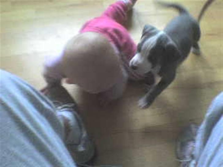 Amerikansk staffordshire terrier Misha - Misha og Julie leger ;)  billede 20