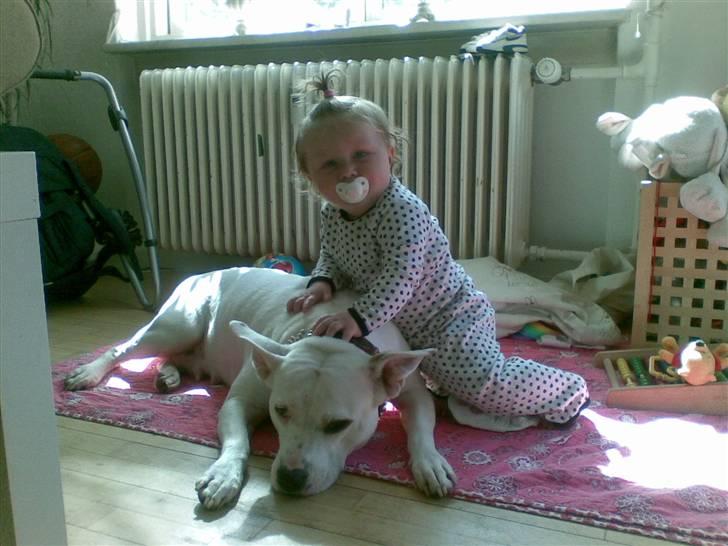 Amerikansk staffordshire terrier kaya - kaya & Naja billede 7