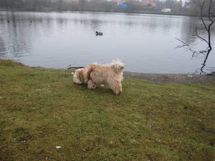 Bichon havanais Nelli billede 17