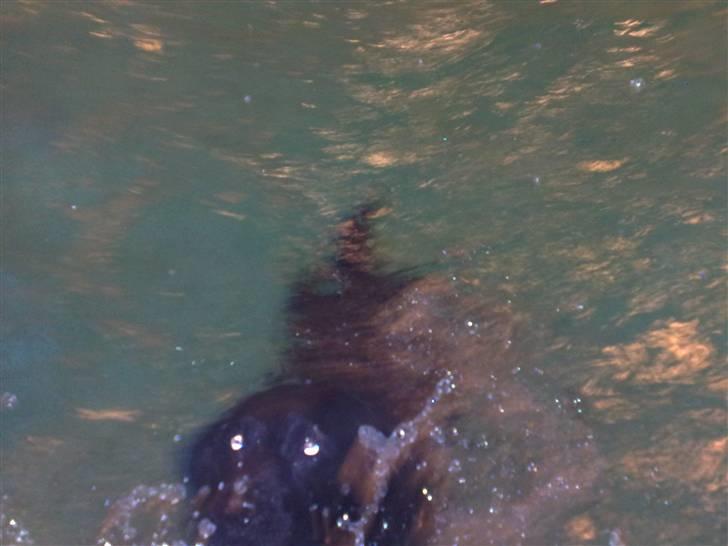 Labrador retriever cherri - hjælp mor jeg bliver våd billede 7