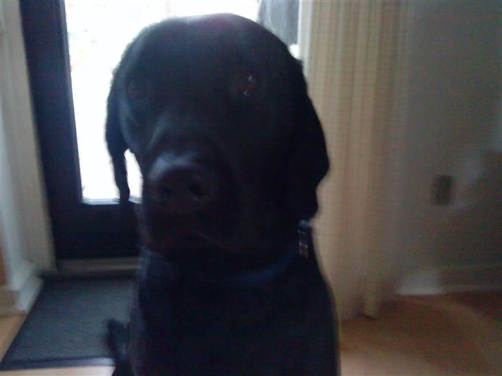 Labrador retriever oscar - oscar den søde,sjove og frække hund billede 1