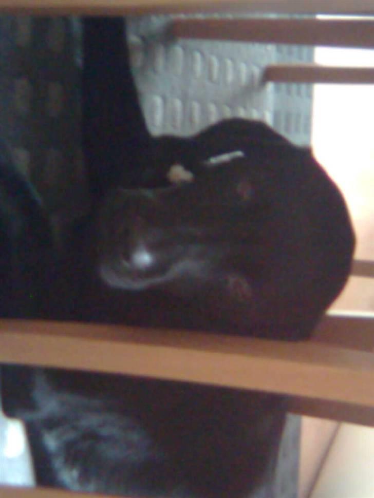 Labrador retriever oscar - oscar er bange for vores støvsuger så han ligger under vores bord billede 3