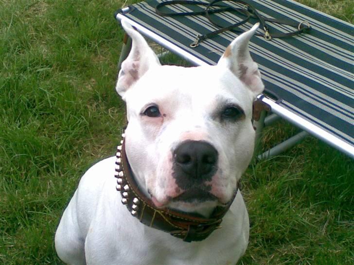 Amerikansk staffordshire terrier kaya - kaya billede 8