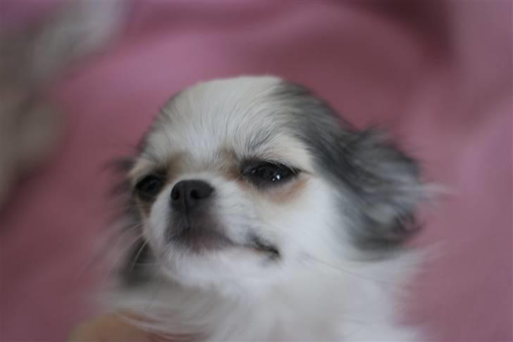 Chihuahua Soffy billede 8