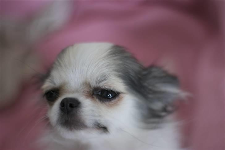 Chihuahua Soffy billede 9