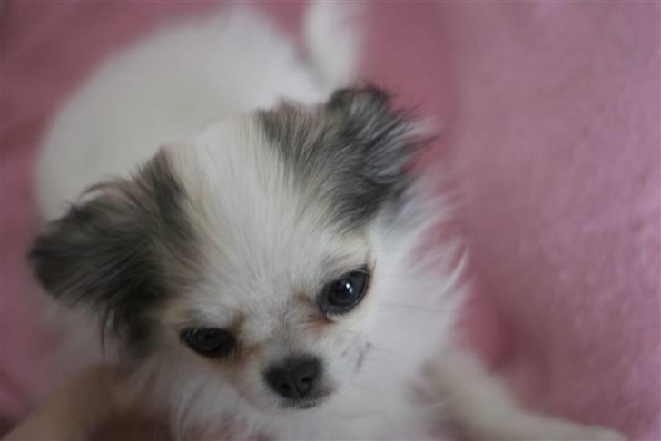 Chihuahua Soffy billede 10