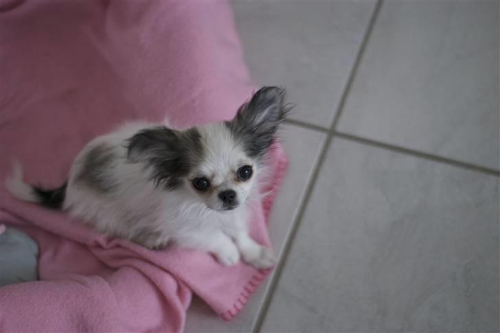 Chihuahua Soffy billede 11