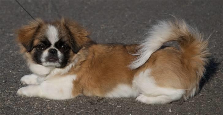Pekingeser Sheila billede 15
