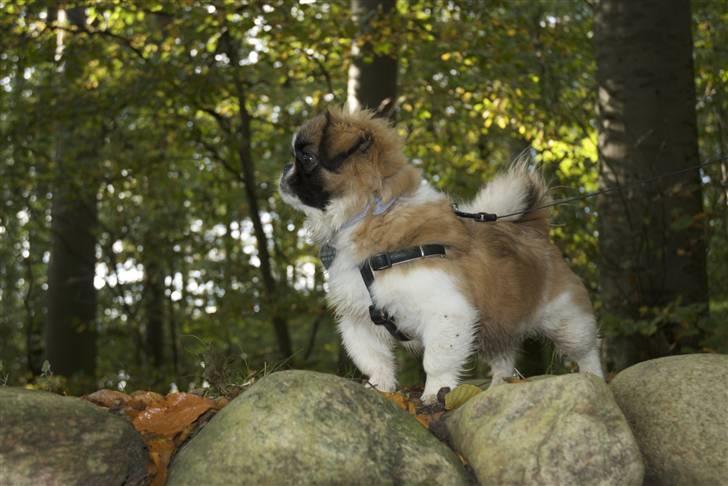 Pekingeser Sheila billede 16