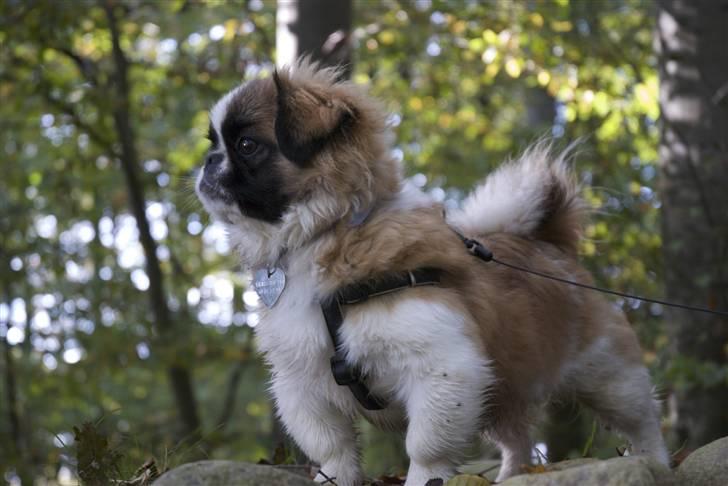 Pekingeser Sheila billede 17