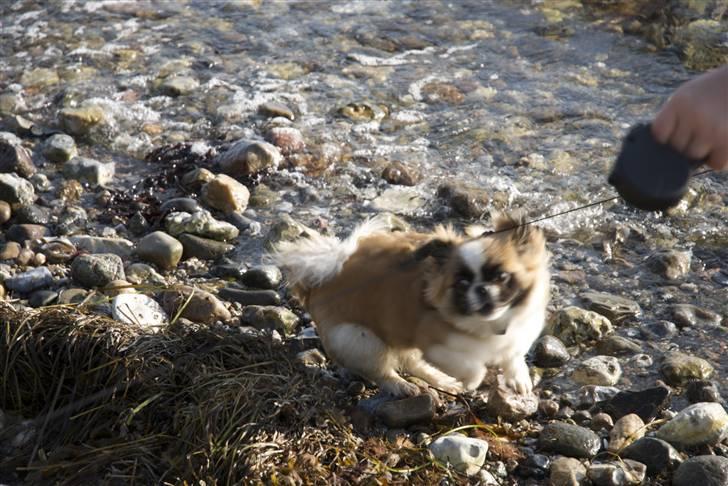 Pekingeser Sheila - Vandet er sørme koldt! :( billede 18