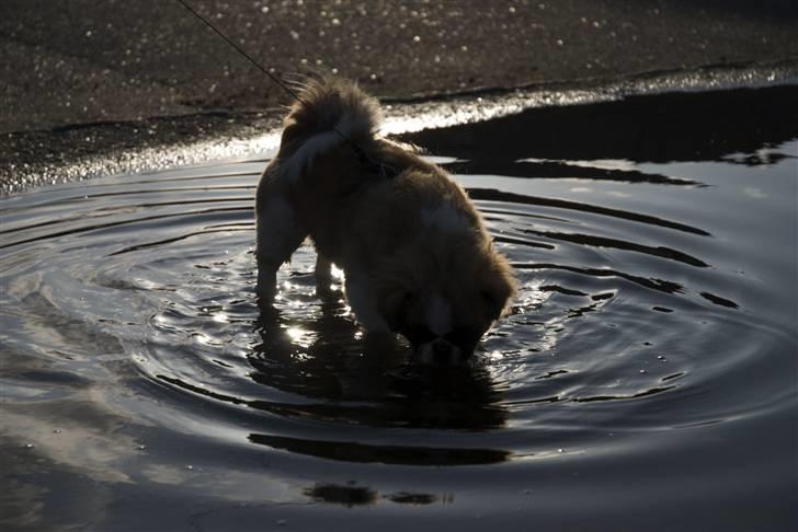 Pekingeser Sheila billede 19