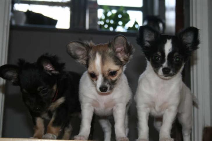 Chihuahua Snoopy - Mine 3 dejlige børn Frida, Luna og Olli billede 18