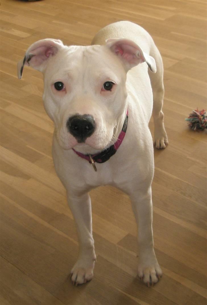 Amerikansk staffordshire terrier Cousy billede 1