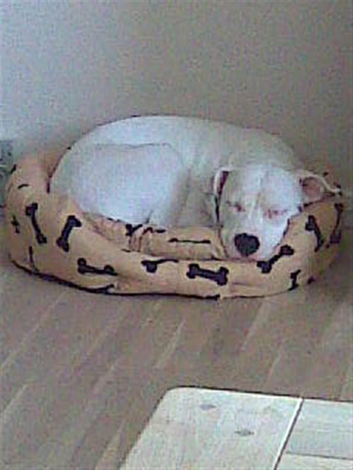 Amerikansk staffordshire terrier Cousy billede 2