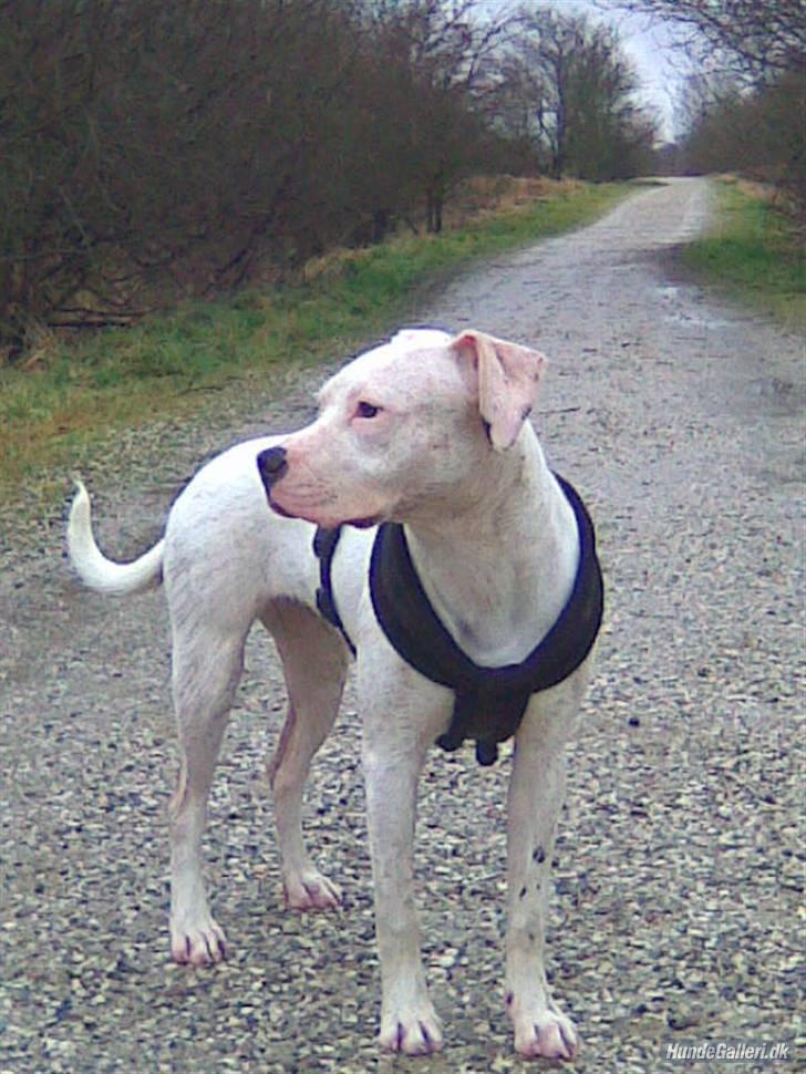 Amerikansk staffordshire terrier Cousy billede 3