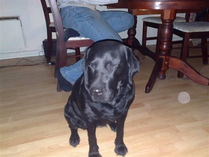 Labrador retriever cherri - uh mor vil have et billede af mig billede 8