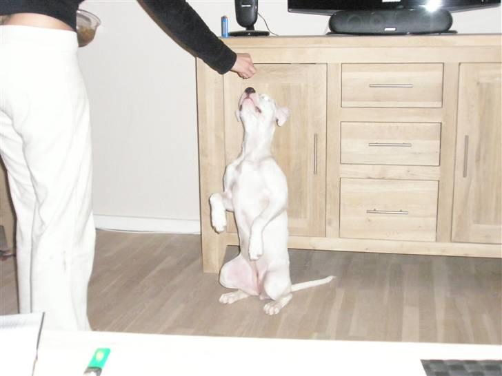 Amerikansk staffordshire terrier Cousy billede 4