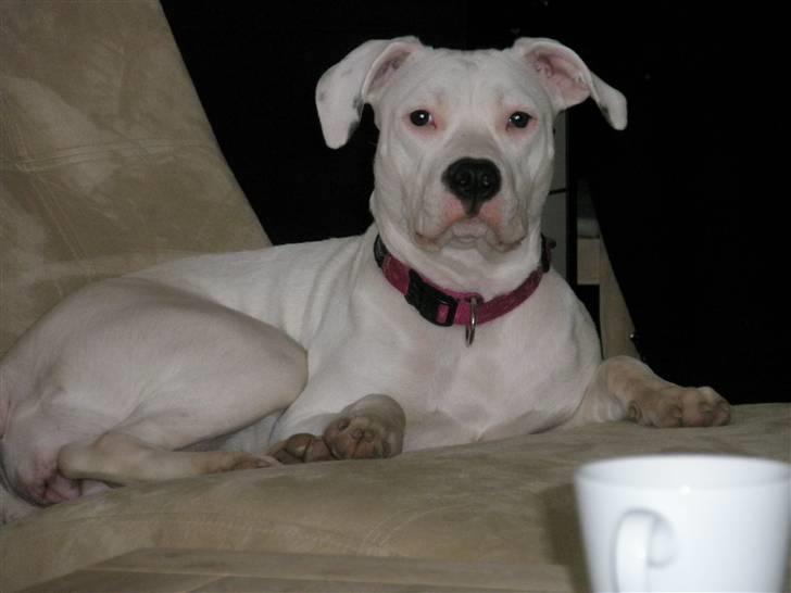 Amerikansk staffordshire terrier Cousy billede 5