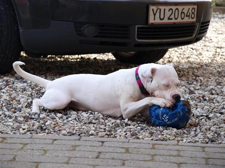 Amerikansk staffordshire terrier Cousy billede 6