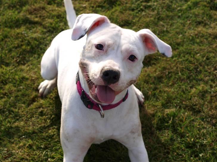 Amerikansk staffordshire terrier Cousy billede 7