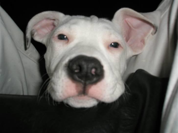 Amerikansk staffordshire terrier Cousy billede 8