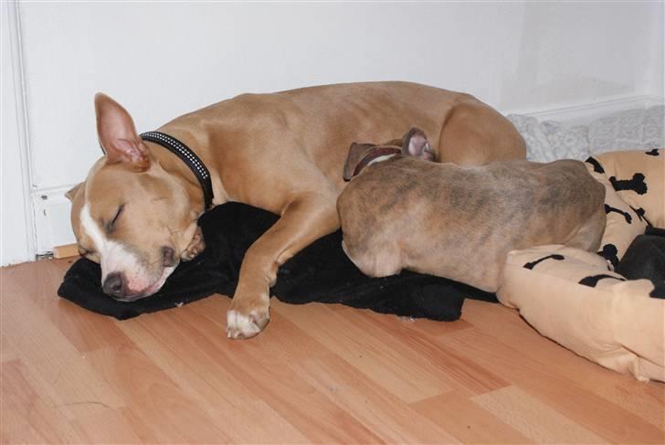Amerikansk staffordshire terrier Freya - Freya og max der ligger og puttersover. sjovt nok lå deres kurve ved siden af men en tæppe på gulvet er jo ligeså godt hehe billede 19