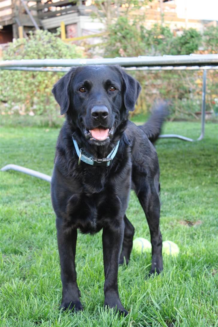 Blanding af racer >Vaks< min dreng<3 - velkomme til vaks profil... håber i giver en høj :) <3 Vaks bliver ud stildt!<3 billede 2