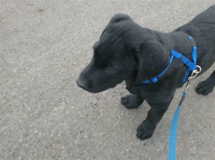 Blanding af racer >Vaks< min dreng<3 - vaks på tur den første gang billede 4