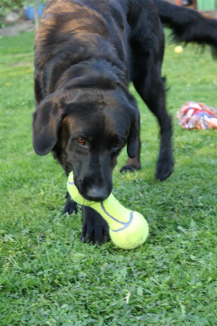 Blanding af racer >Vaks< min dreng<3 - nu er han der i gang  billede 5