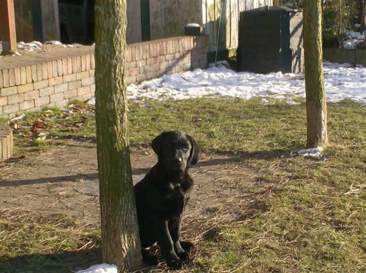 Blanding af racer >Vaks< min dreng<3 - nå billede 6