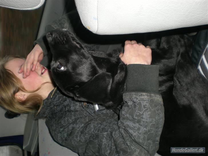 Blanding af racer >Vaks< min dreng<3 - min lille hund er den bedste hun da han kom hjem til mig for føste billede 7