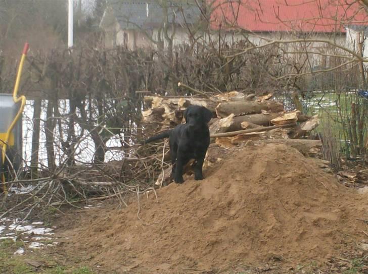 Blanding af racer >Vaks< min dreng<3 billede 8