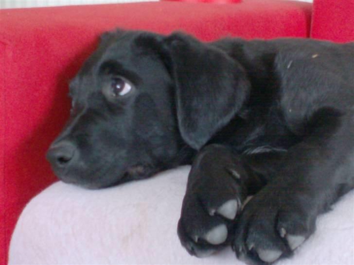 Blanding af racer >Vaks< min dreng<3 - nuttet billede 9