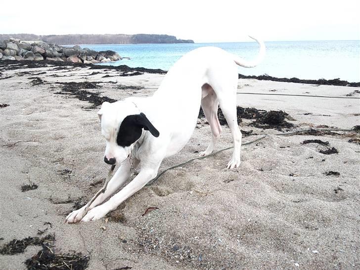 Dogo argentino Tayson - I stedet for og ligge sig så stå han da bar sådan .. billede 6