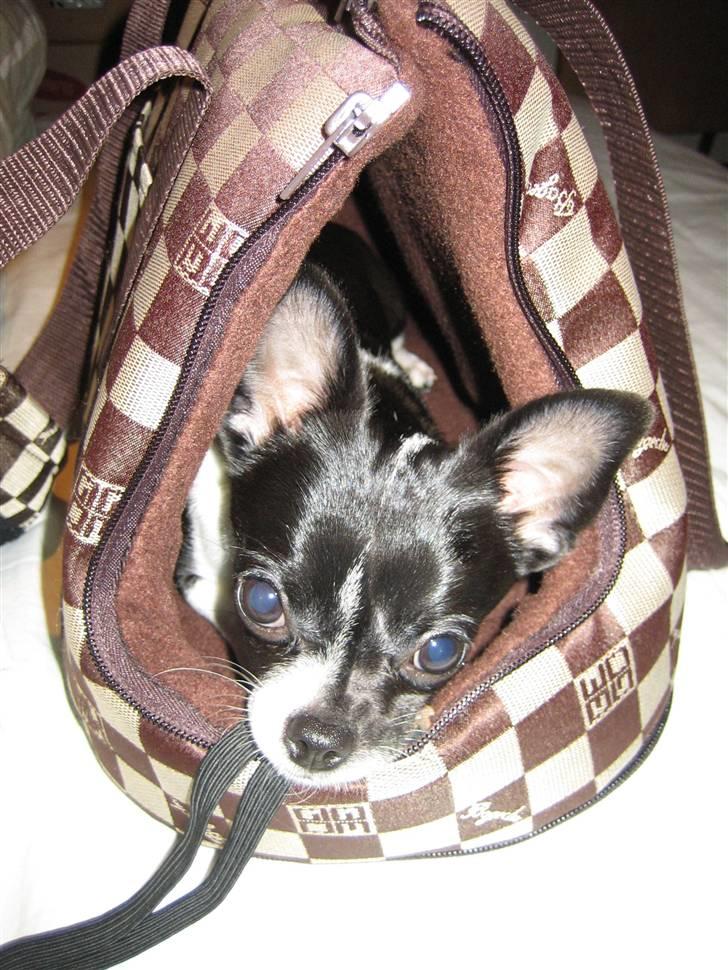 Chihuahua Pelle - Hvis jeg SKYNDER mig herind tager mor mig nok med :P billede 10