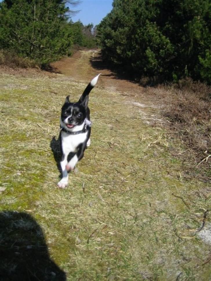 Chihuahua Pelle - Fuld fart - på Fanø :) billede 11