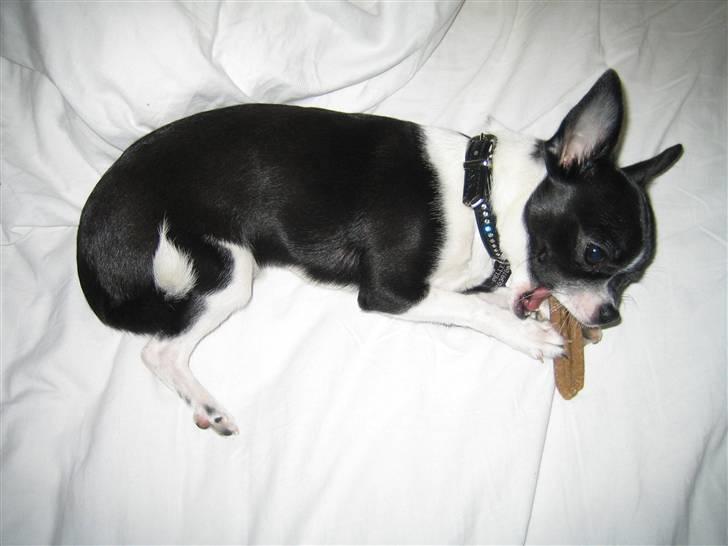 Chihuahua Pelle - *gnaske* *gnaske* billede 12