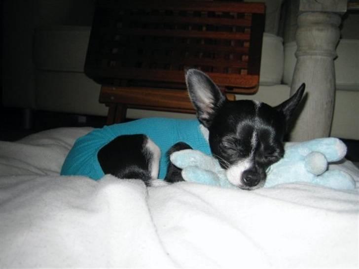 Chihuahua Pelle - Efter "kærlig" behandling af dylle er det godt med lidt trøst fra yndlingskaninen <3 billede 13