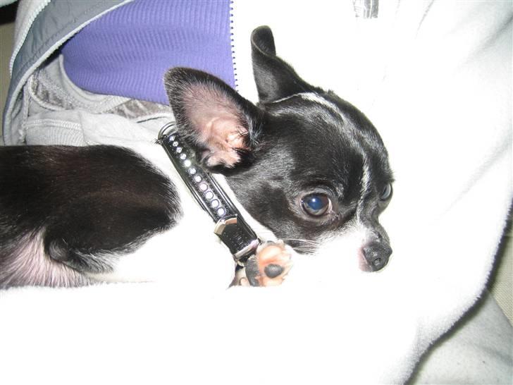 Chihuahua Pelle - Ej.. mor slå blitzen fra! Ligger lige og snuer.. billede 14